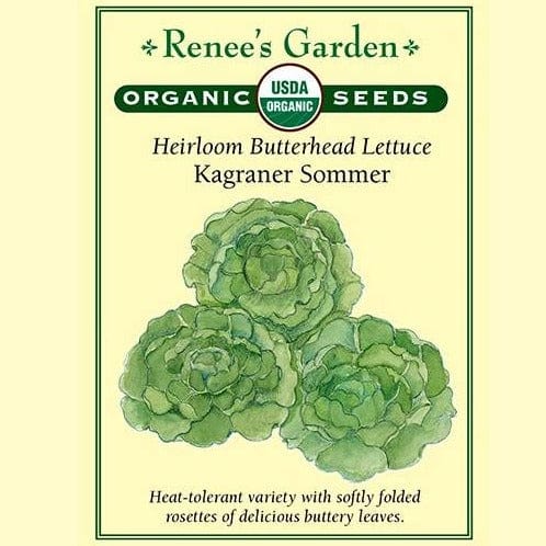 Lettuce Kagraner Sommer - Renee's Garden Seeds