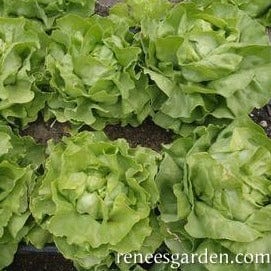 Lettuce Kagraner Sommer - Renee's Garden Seeds