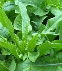 Organic Lettuce Low’s Pointed - Metchosin Farm Seeds