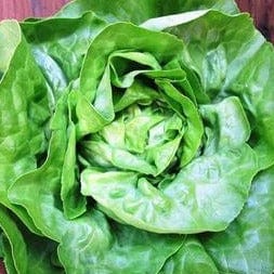 Lettuce Matilda Bibb - Renee's Garden Seeds