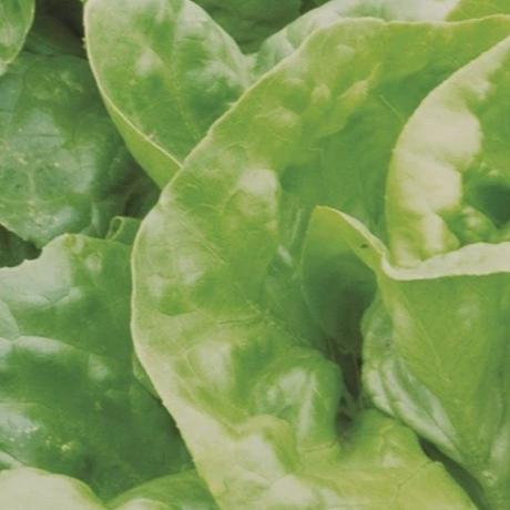 Mirla Lettuce - Metchosin Farm