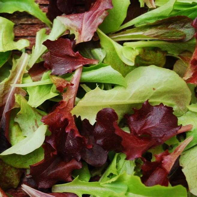 Lettuce Mix - Metchosin Farm