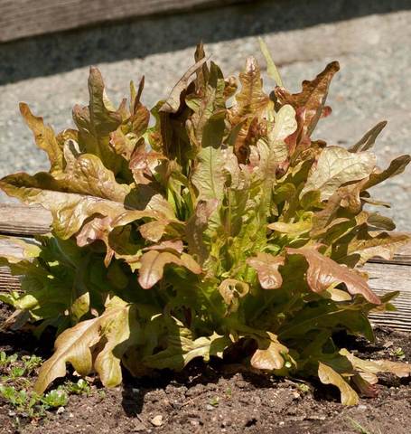 Lettuce Oaky Red Splash Organic - West Coast Seeds