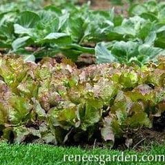 Lettuce Patty's Choice -Renee's Garden