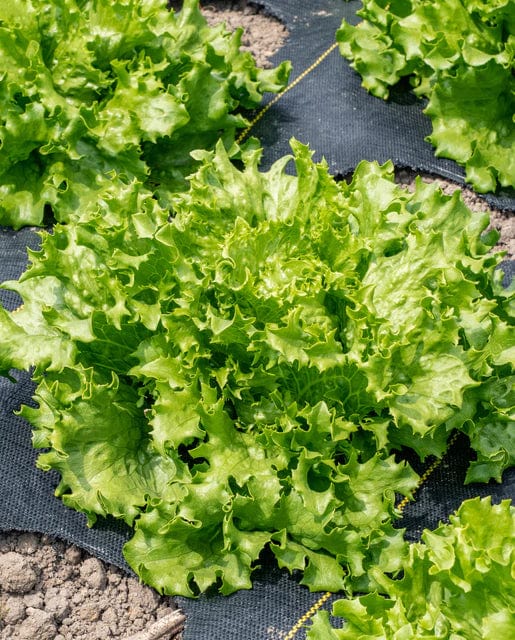 Organic Lettuce Pensacola - West Coast Seeds