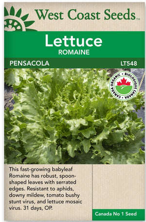 Organic Lettuce Pensacola - West Coast Seeds