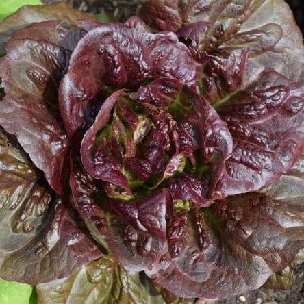 Lettuce Pomegranate Crunch Organic - West Coast Seeds