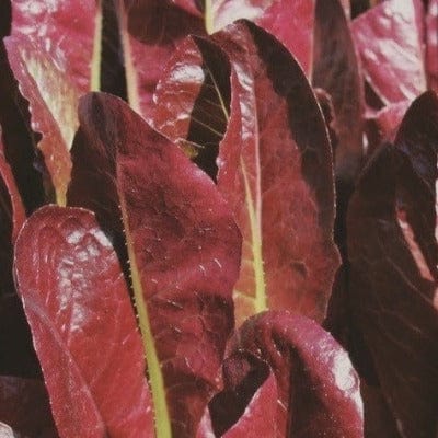 Organic Lettuce Red Romaine - Metchosin Farm Seeds