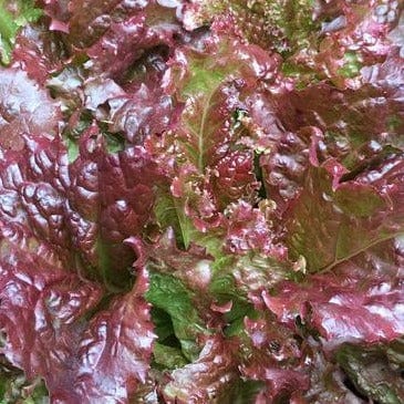 Lettuce Redina Red Organic - Renee's Garden Seeds