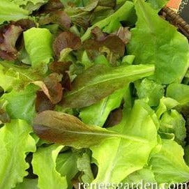 Lettuce Renee's Baby Leaf - Renee's Garden Seeds