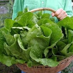 Lettuce Romaine Jericho - Renee's Garden Seeds