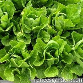 Organic Lettuce Romaine Jericho - Renee's Garden Seeds