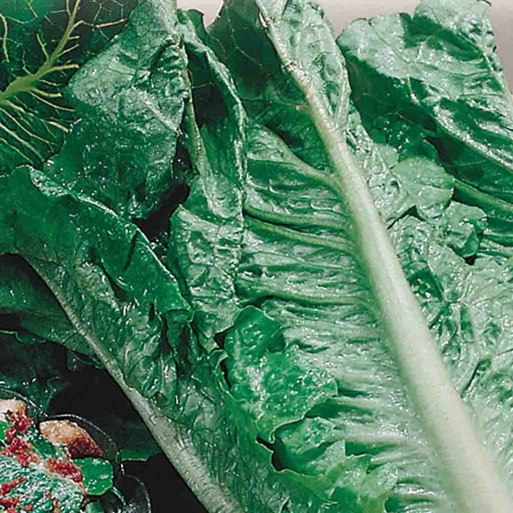 Organic Lettuce Romaine - McKenzie Seeds