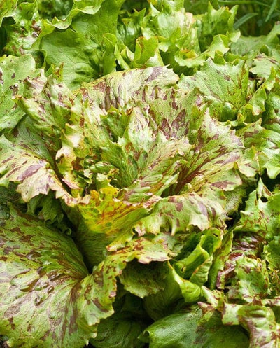 Organic Lettuce Speckled Butterhead - West Coast Seeds