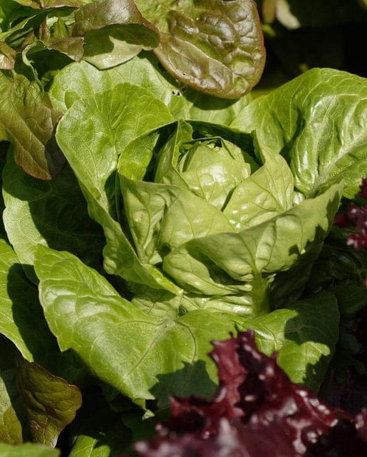 Organic Lettuce Spretnak - West Coast Seeds