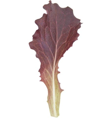 Organic Lettuce Tamarindo - West Coast Seeds