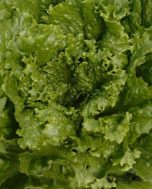 Organic Lettuce Tropicana Pelleted - West Coast Seeds