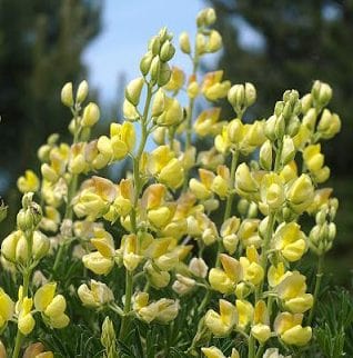 Organic Lupin Yellow Tree - Metchosin Farm Seeds