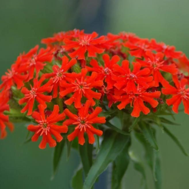 Maltese Cross - Metchosin Farm