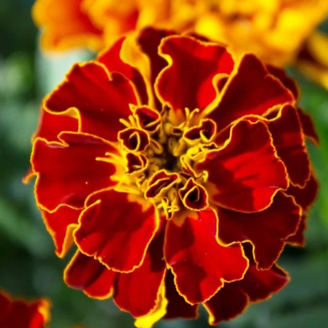 French Marigold - Metchosin Farm