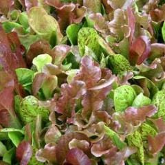 Mesclun Five Variety Blend - Renee's Garden