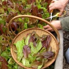 Mesclun Five Variety Blend - Renee's Garden