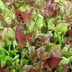 Mesclun Five Variety Blend - Renee's Garden