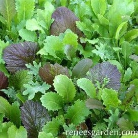 Lettuce Quick Stirfry Blend - Renee's Garden Seeds