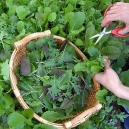 Lettuce Quick Stirfry Blend - Renee's Garden Seeds