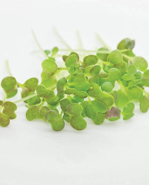 Organic Microgreens Mustard - West Coast Seeds