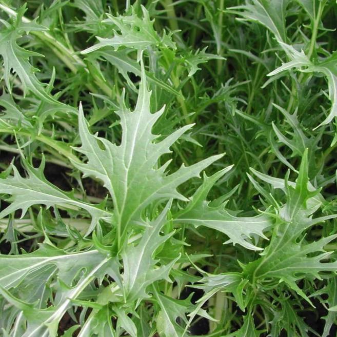 Mizuna Lettuce - Metchosin Farm