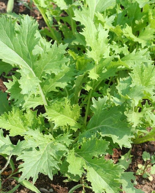 Organic Mustard Mizuna - West Coast Seeds