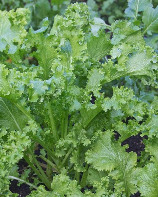 Organic Mustard Southern Giant Curled - West Coast Seeds