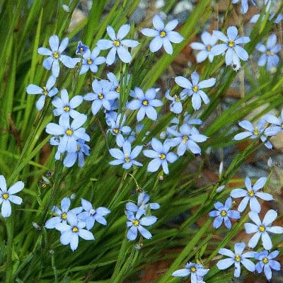 Native Blue Eyed Grass - Metchosin Farm