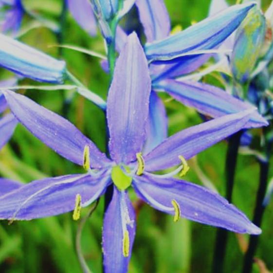 Native Camas - Metchosin Farm