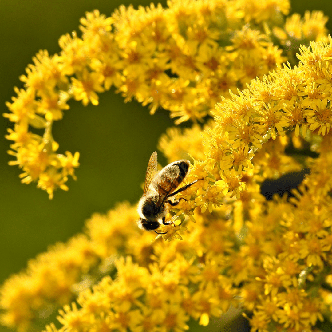 Organic Native Goldenrod- Metchosin Farm Seeds