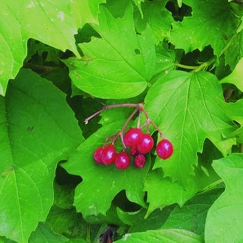 Native Highbush Cranberry - Metchosin Farm