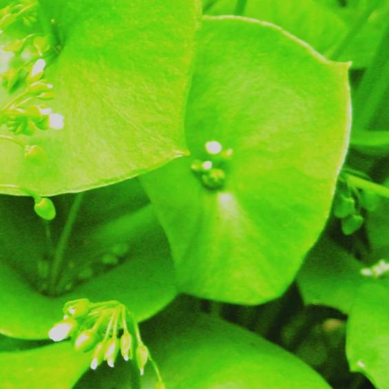 Native Miners Lettuce - Metchosin Farm