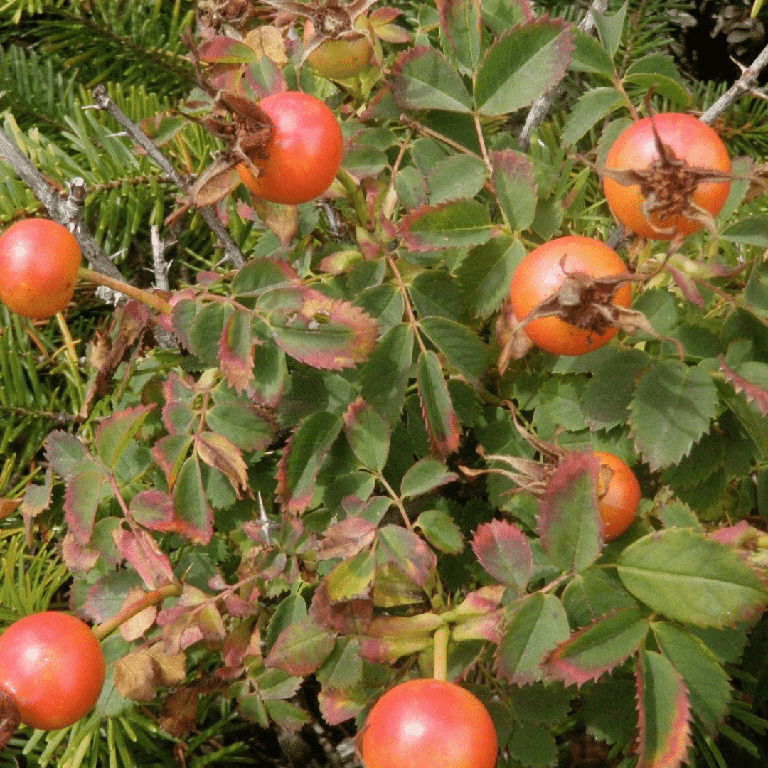 Organic Native Nootka Rose - Metchosin Farm Seeds