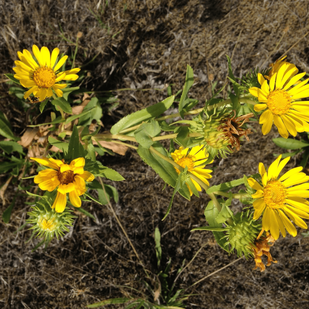 Organic Native Oregon Gum Weed- Metchosin Seeds