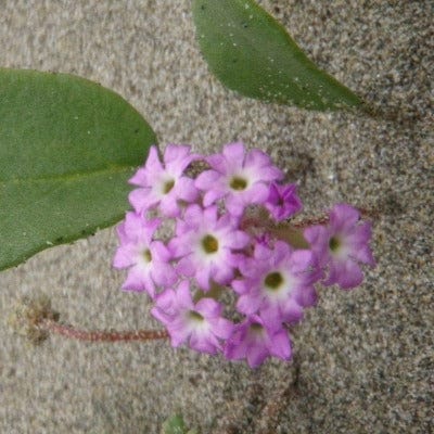 Native Pink Sand Verbena - Metchosin Farm