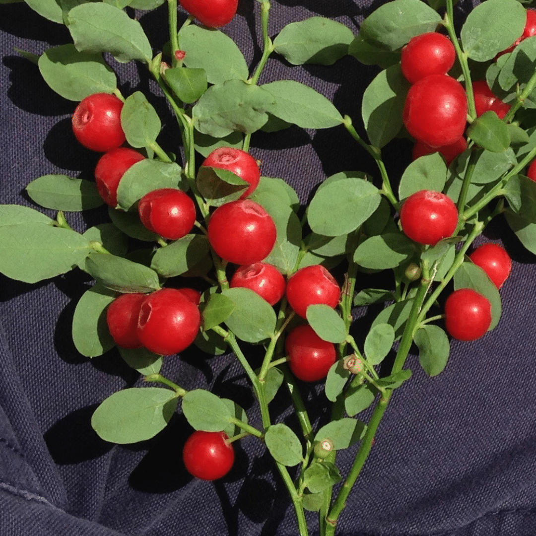 Organic Native Red Huckleberry - Metchosin Farm Seeds