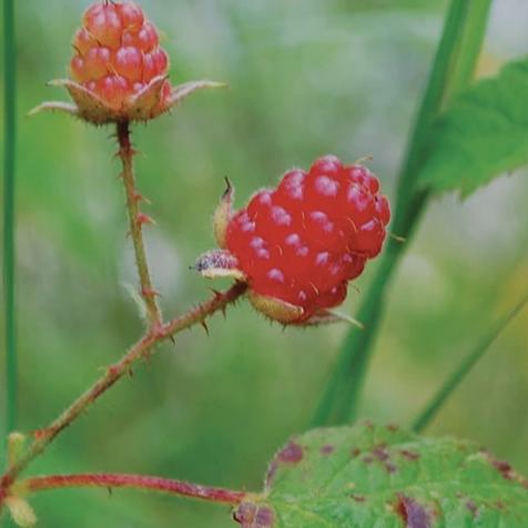 Native Salmon Berry - Metchosin Farm