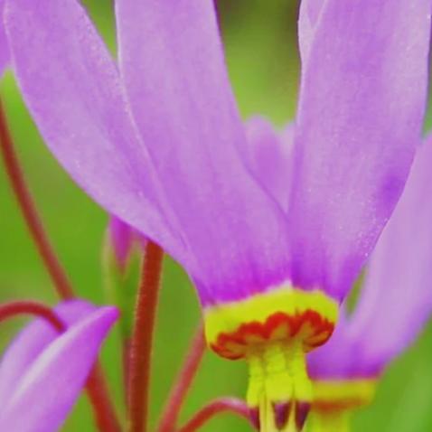 Native Shooting Star - Metchosin Farm