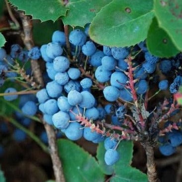 Native Tall Oregon Grape - Metchosin Farm