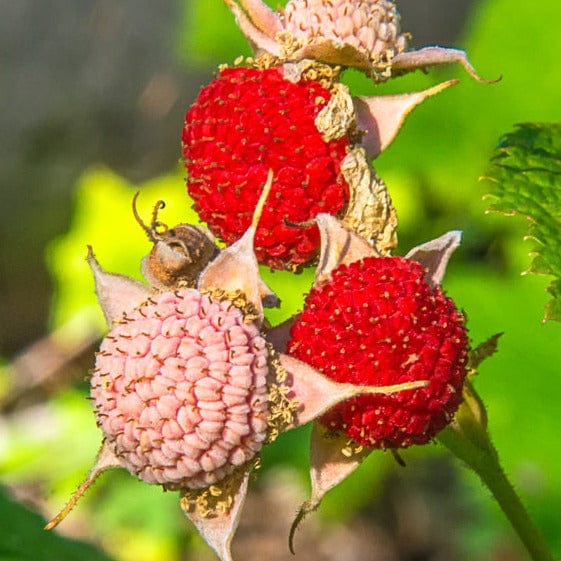 Organic Native Thimbleberry - Metchosin Farm Seeds