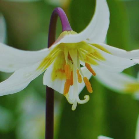 Native White Faun Lily - Metchosin Farm