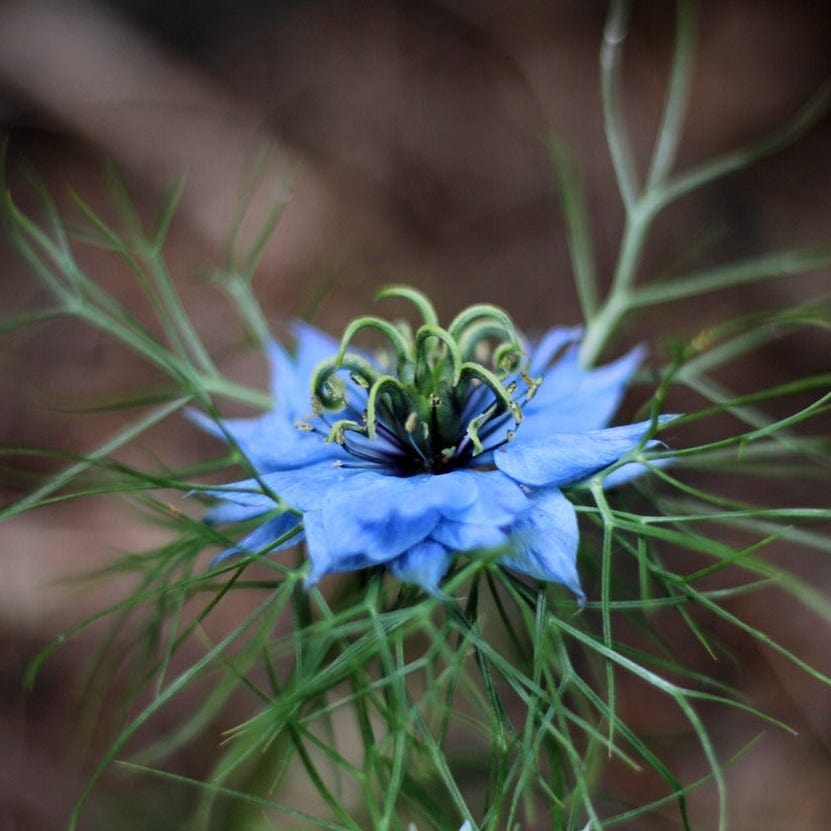 Organic Nigella - Metchosin Farm Seeds