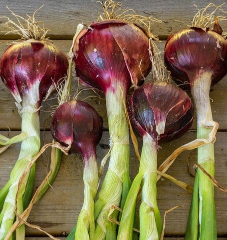 Organic Onion Cabernet - West Coast Seeds