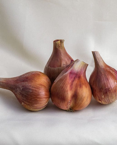 Organic Onion Conserver - West Coast Seeds